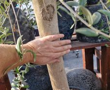 olive tree