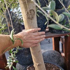 olive tree