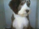 Dog grooming Blackrock Image 6