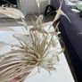 Ladies oyster embellished fascinator Image 4