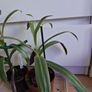 Houseplants Image 3