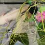 fish tank + axolotl Image 4