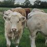 Bullocks Image 7