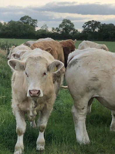 Bullocks