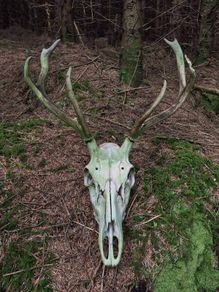 Sika Deer Antlers