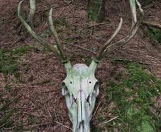 Sika Deer Antlers