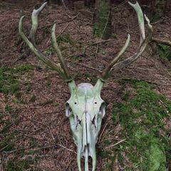Sika Deer Antlers