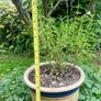 Potted Salvia Hot Lips Image 4