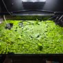 Duckweed,Frogbit floating plants Image 2