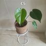 plants Image 6