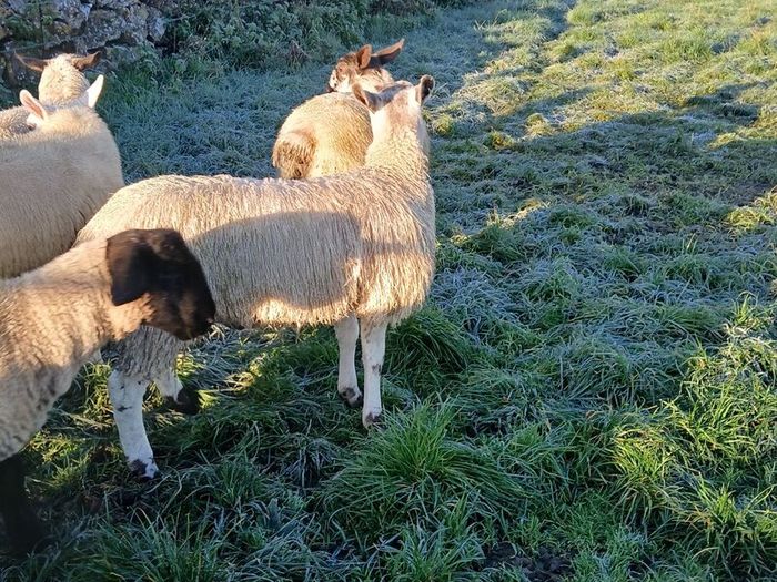 Bluefaced Lecister rams