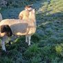 Bluefaced Lecister rams Image 3