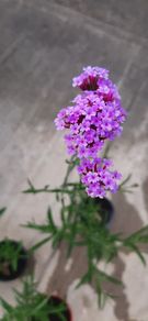 Verbena Bonariensis