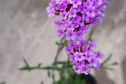 Verbena Bonariensis