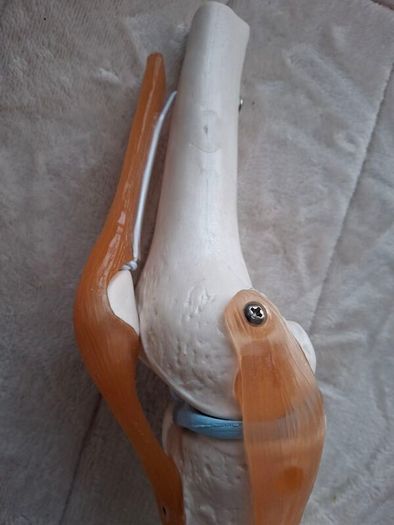 Life Size Flexible Knee Joint Anatomical Model Skelton Functional Ligament Medical Model in Perfect Condition