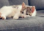 kitten