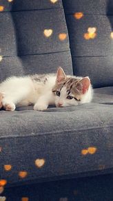 kitten