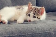 kitten