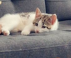 kitten