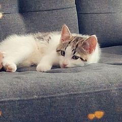 kitten