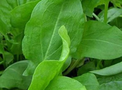 (S) Sorrel Broadleaved seeds 2g (123827)