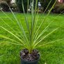 Irish Palm Image 8