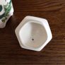 Masons Ironstone Chartreuse Green Gold Gilded Tea caddy Image 5