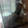 Fish Tank Complete Setup 27L Aquarel Aquarium Image 5