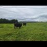 Full blood wagyu bullocks. Image 2