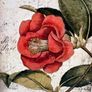 Sid Dickens memory block - Red Camellia T-404 Image 3