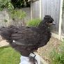 Pet quality roosters and hen Image 2