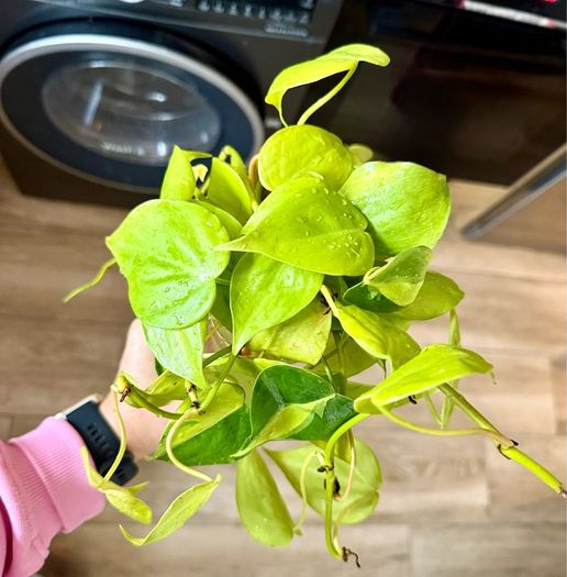 houseplant Philodendron Lemon Lime cuttings