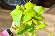houseplant Philodendron Lemon Lime cuttings