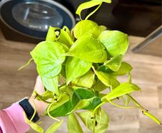 houseplant Philodendron Lemon Lime cuttings