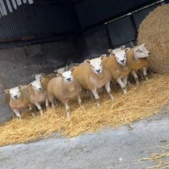 SIS Texel ram lambs