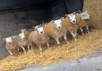 SIS Texel ram lambs