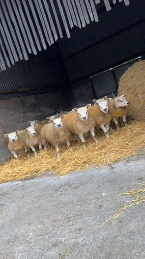 SIS Texel ram lambs