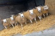SIS Texel ram lambs