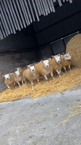 SIS Texel ram lambs