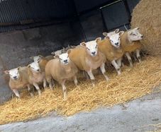 SIS Texel ram lambs