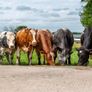 5x Maiden Heifers Image 2