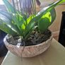 orchid. flower Image 10