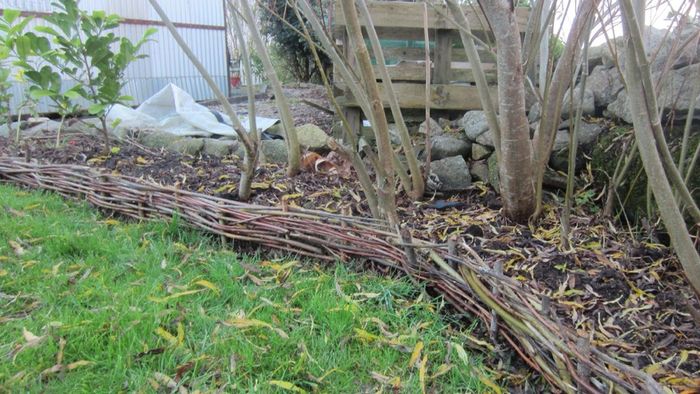 Willow Rods for weaving furniture, borders, baskets, fences, tunnels