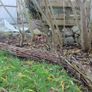 Willow Rods for weaving furniture, borders, baskets, fences, tunnels Image 5