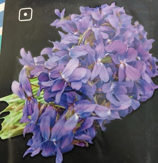 Violet Cress seeds. 0.5 g