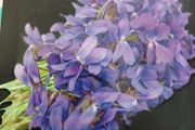 Violet Cress seeds. 0.5 g