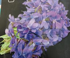 Violet Cress seeds. 0.5 g
