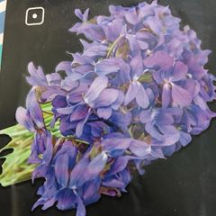 Violet Cress seeds. 0.5 g