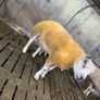 Beltex Hogget & Ram lambs Image 2