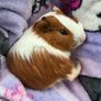 guinea pig Image 2